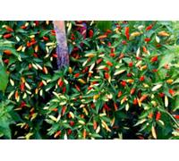 10 semi di Tobasco Hot Pepper Seeds! Si può crescere questa immagine Pepe in un albero! Seeds ONLY