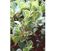 10 Semi di Uva ursina H039 (Arctostaphylos Urva Ursi)