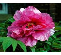 10 Semi Misti Di Peonia Cinese (Paeonia suffruticosa)