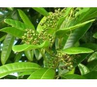 10 semi - Pimenta dioica - Pimento