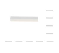 10 set 6 corde chitarra acustica Bone Bridge Dado per Chitarra Parti di ricambio