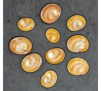 10 SHIVA EYES OPERCULUM SEA SHELL OCCHI DI SANTA LUCIA 10 pezzi