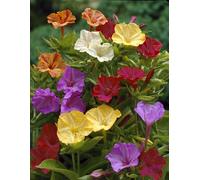 10 X Mirabilis Jalapa Mix - Bella Di Notte Misti - Bulbi Di Alta Qualità (10)