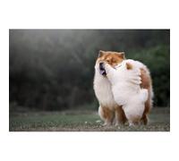 100(45.5x35.5cm) pezzi di puzzle, due cuccioli, animali e puzzle per animali domestici