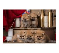 100(45.5x35.5cm) pezzi di puzzle per bambini adulti, cuccioli, puzzle di giochi di animali divertenti