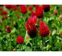100: 50/100 Graines de Trèfle Rouge Foncé/Nero/Trifolium incarnatum Seeds ONLY