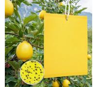 100/80/60 Pezzi Trappole Acchiappa Mosca Ciliegio, Trappole Gialle Adesive Biadesive per Insetti, Trappola Adesiva per Mosca Bianca e Mosca dell'Olivo(60)