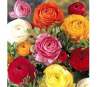 100 Bulbi di Ranuncoli (Ranunculus asiaticus) in miscuglio a fior di Peonia (100)