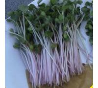 100 China Rose Radish Seeds:packing seeds only