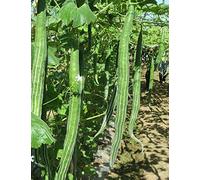 100 Coreopsis rosea Samen - Pink THREADLEAF Tickseed, amerikanischer Traum Seeds ONLY