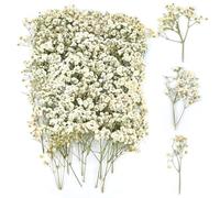 100 fiori secchi, veri fiori secchi, colore bianco naturale, piccoli fiori pressati, erba vela secca, per fai da te, esemplari botanici, cornici per nail art