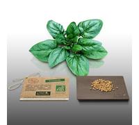 100 graines Bio à semer - Le Grenier d'Abondance - EPINARD Matador - Certifié AB - Spinacia Oleracea