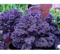 100 Graines de Chou Nain Rouge Frise, Kale Curly Purple 'Scarlet' Seeds Seeds ONLY