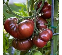 100 Graines de Tomate Noire de Russie, Tomato ’Black Russian’ seeds Seeds ONLY