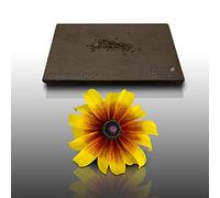 100 Grines Fleurs à semer - Le Grenier d'Abondance - RUDBECKIA Hirta Gloriosa Daisies