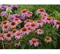 100 Holland Rainbow Rose Blumensamen Seeds ONLY