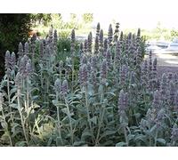 100 Lamb's Ear Seeds, Woolly Betony, Stachys lanata ~ Sow spring/summer/early autumn : Package Contains seeds