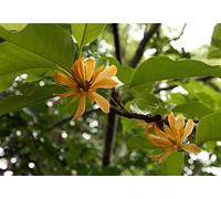 100 Magnolia Semi champaca, Magnolia Champaca, profumo Joy albero Semi:Seeds