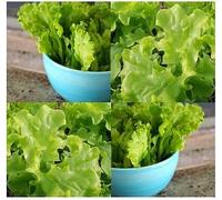 (100) MISCELA 1 semi di lattuga Seeds ONLY