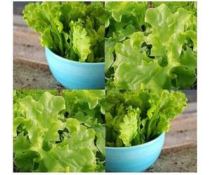(100) MISCELA 1 semi di lattuga Seeds ONLY