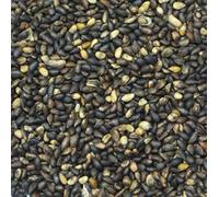 100 Mugo Swiss Mountain Pine Seed Confezione Pinus mugo:Seeds