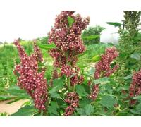 100 Organic COCOA CHERRY QUINOA Grain Chenopodium Quinoa Red & Brown Seeds