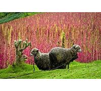 100 Organic RED HEAD QUINOA Grain Chenopodium Quinoa Pink & Red - White Seeds:Seeds