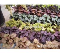 100 Pcs Colorful Heuchera Seeds, Bell Seed Seed s Beautiful Foliage Home Garden, Easy Grow : Package Contains seeds