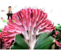 100 PCS Rare Succulent Lithops Seeds Hybrid Various Seeds Succulents Seeds Seeds Seeds Red