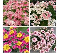 100 per Seeds Lantana Seeds: Fiori vividi per il colour estivo