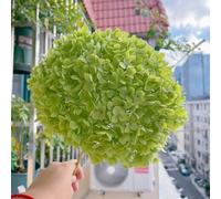 100 pezzi di ortensie semi resistenti - giardino di semi interna esotica, scalatrici