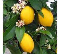 100 pezzi di semi di albero di limone Ponderosa Dichondra