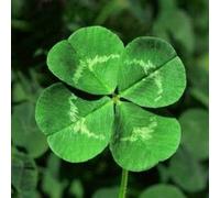 100 pezzi di semi di piante di quadrifoglio verde