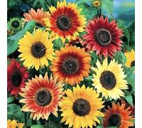 100 pezzi mescolare il girasole ， facile da piantare e crescere, 15 varietà di girasole annuale per balcone, giardino
