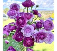 100 pezzi Ranunkulus Blumen Samen Einfach Zu Pflanzen Mehrjährige Blumen Samen Lange Blühende Ranunkulus Samen für Schnittblumen Garten Dekor Viola