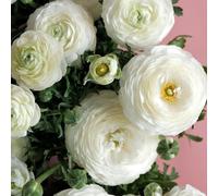 100 pezzi Ranunkulus Blumen Samen Einfach Zu Pflanzen Mehrjährige Blumen Samen Lange Blühende Ranunkulus Samen für Schnittblumen Garten Dekor Bianco