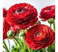 100 pezzi Ranunkulus Blumen Samen Einfach Zu Pflanzen Mehrjährige Blumen Samen Lange Blühende Ranunkulus Samen für Schnittblumen Garten Dekor Rosso