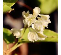 100 pezzi scalapanti semi resistenti - Semi per balconi. de jardin de pradera silvestres perennes, ufficio