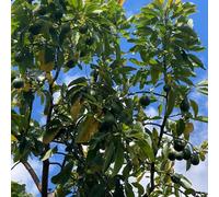 100 pezzi semi di avocado - interni Semi di tetti verdi resistenti per giardino,