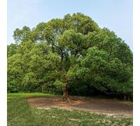 100 pezzi semi di campoforo - giardino per donne, semi di resistenti esotici giardino