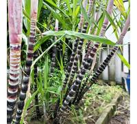 100 pezzi semi di canna da zucchero - semi colonnari balcone piccolo per donne, resistente al giardino