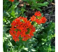 100 pezzi semi di chiodo puzzle - semi selvatici perenni resistenti giardino prato balcone che coprono il suolo