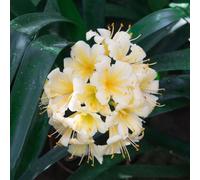 100 pezzi Semi di clivia semi di esotica resistente balcone selvaggio in selvaggio