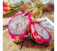 100 pezzi semi di drago da giardino piccolo per donna, colonnario resistente, esotico esotico perenne resistente