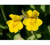 100 pezzi Semi di fiore giallo mimulus guttatus