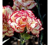 100 Pezzi Semi Di Garofano Fragranti Bellissimi Fiori Recisi Facili Da Piantare Semi Resistenti Di Dianthus Caryophyllus Per La Casa Giardino Piantare Squisita Decorazione