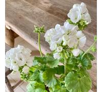 100 pezzi semi di geranio - semi del giardino del balcone, resistenti balcone per il giardino, resistenti