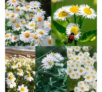 100 pezzi semi di manzanilla - semi di perenne, da balcone resistenti perenne, manzanilla decorazione medicinale