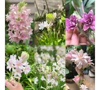 100 pezzi semi di nardo - decorazione resistente, resistente all'inverno per il giardino, balcone del giardino dei semi