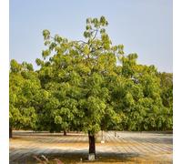 100 pezzi semi di neem semi di tetto verde uno di neem sul balcone per il giardino invernale giardino primavera
